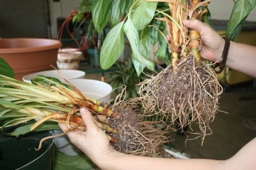 Пересадка комнатных растений (Transplanting houseplants)