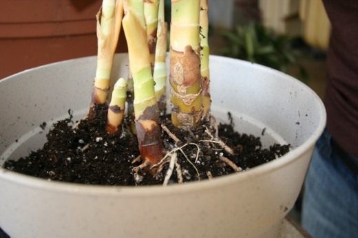Пересадка комнатных растений (Transplanting houseplants)