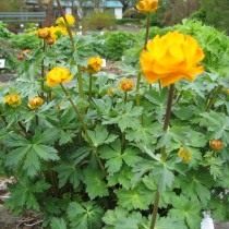 Купальница алтайская, или огонёк алтайский (Trollius altaicus) Купальница алтайская, или огонёк алтайский (Trollius altaicus)