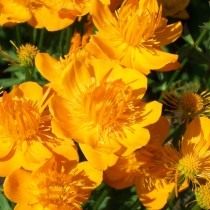 Купальница китайская (Trollius chinensis) Купальница китайская (Trollius chinensis)
