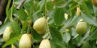 Зизифус, или Ююба — китайский финик