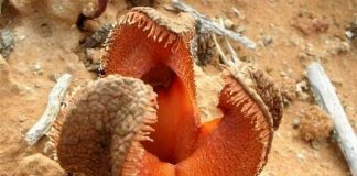 Гиднора африканская (Hydnora africana)