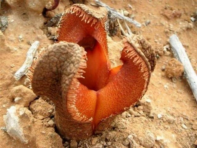 Гиднора африканская (Hydnora africana) Гиднора африканская (Hydnora africana)