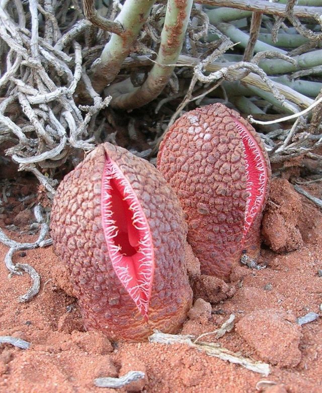 Гиднора африканская (Hydnora africana) Гиднора африканская (Hydnora africana)