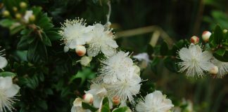 Мирт (Myrtus)