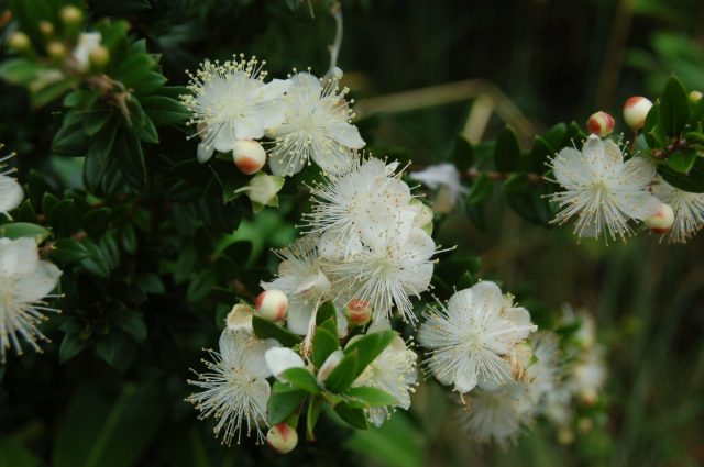 Мирт (Myrtus) Мирт (Myrtus)