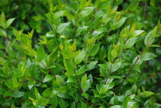 Мирт (Myrtus) Мирт (Myrtus)