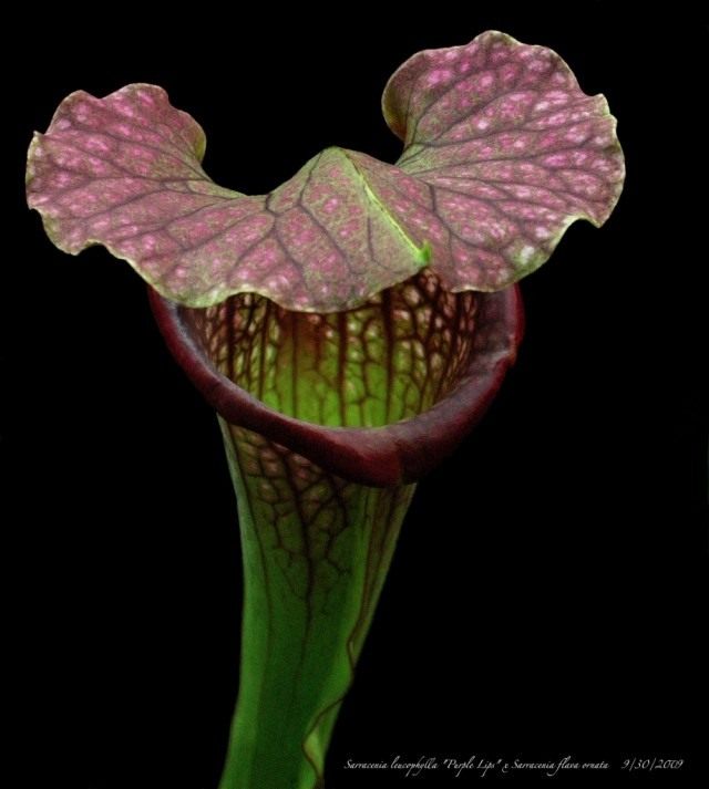 Гибрид Саррацении пепельнолистной "Purple Lips" и Саррацении желтой (Sarracenia flava) Гибрид Саррацении пепельнолистной "Purple Lips" и Саррацении желтой (Sarracenia flava)