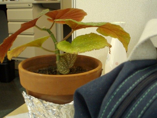 Бегония (Begonia) Бегония (Begonia)