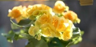 Бегония (Begonia)