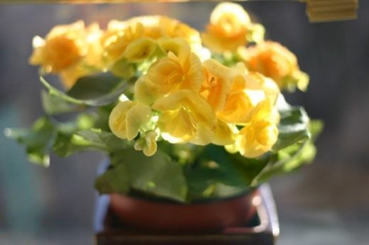 Бегония (Begonia)