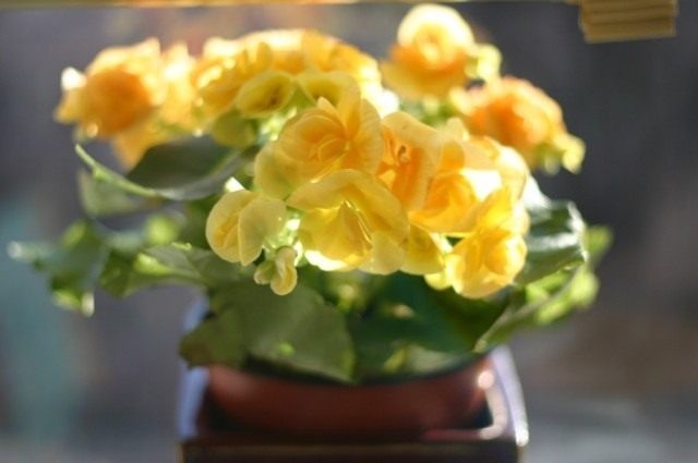 Бегония (Begonia) Бегония (Begonia)