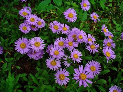 Астра альпийская (Aster alpinus) Астра альпийская (Aster alpinus)