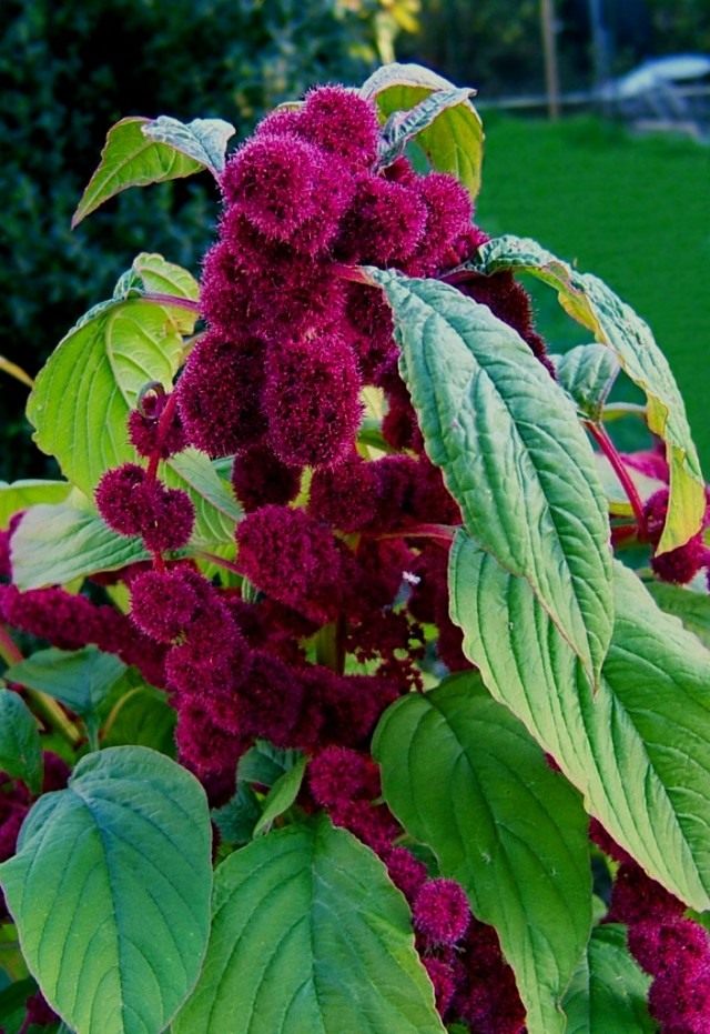Амарант хвостатый (Amaranthus caudatus) Амарант хвостатый (Amaranthus caudatus)