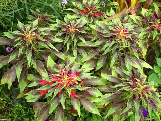Амарант трехцветный (лат. Amaranthus tricolor) Амарант трехцветный (лат. Amaranthus tricolor)