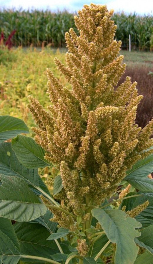 Амарант зелёный, (лат. Amaranthus viridis) Амарант зелёный, (лат. Amaranthus viridis)