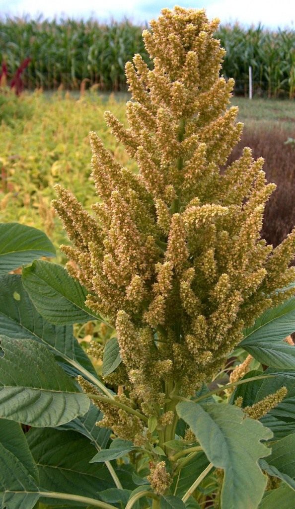 Амарант зелёный (Amaranthus viridis) Амарант зелёный (Amaranthus viridis)