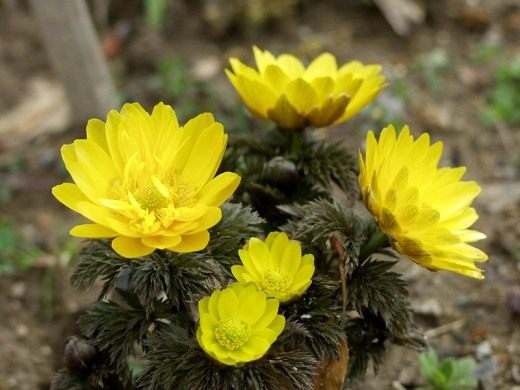 Адонис амурский, или горицвет амурский (Adonis amurensis) Адонис амурский, или горицвет амурский (Adonis amurensis)