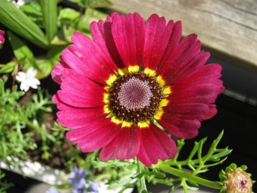 Хризантема килеватая, или трехцветная (Chrysanthemum carinatum) Хризантема килеватая, или трехцветная (Chrysanthemum carinatum)