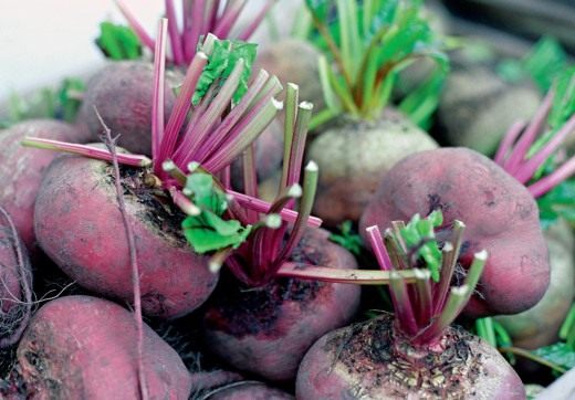 Свекла (Beet)