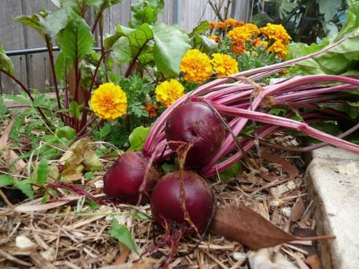 Свекла (Beet)