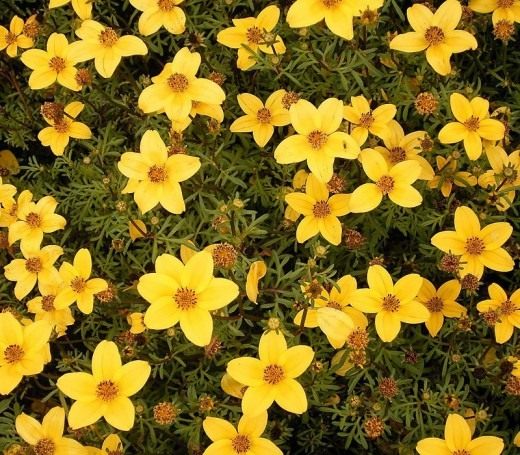 Bidens-ferulifolia-520x455.jpg