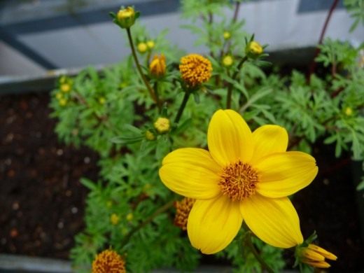 Череда ферулолистная (Bidens ferulifolia)