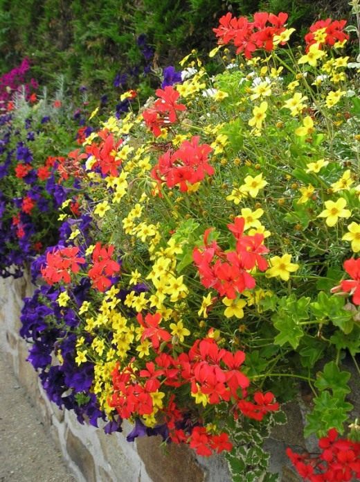 Череда ферулолистная (Bidens ferulifolia)