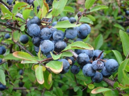 Тёрн (Blackthorn)