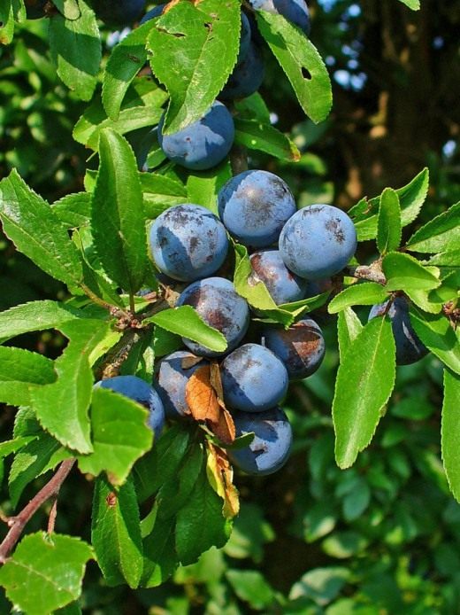 Тёрн (Blackthorn)