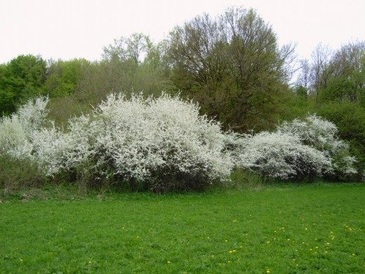 Тёрн (Blackthorn)