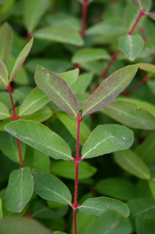 Жимолость голубая (Blue-berried Honeysuckle)