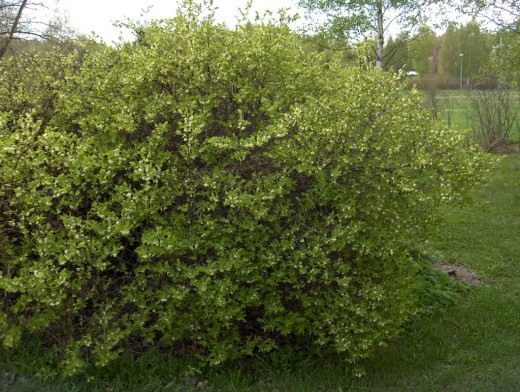 Жимолость голубая (Blue-berried Honeysuckle)