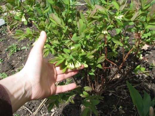 Жимолость голубая (Blue-berried Honeysuckle)