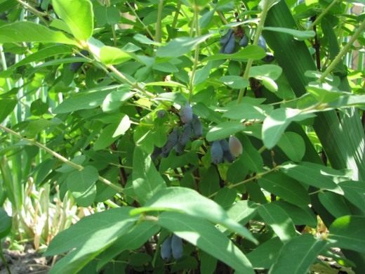 Жимолость голубая (Blue-berried Honeysuckle)