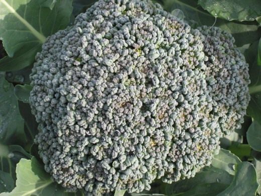 Брокколи (Broccoli)