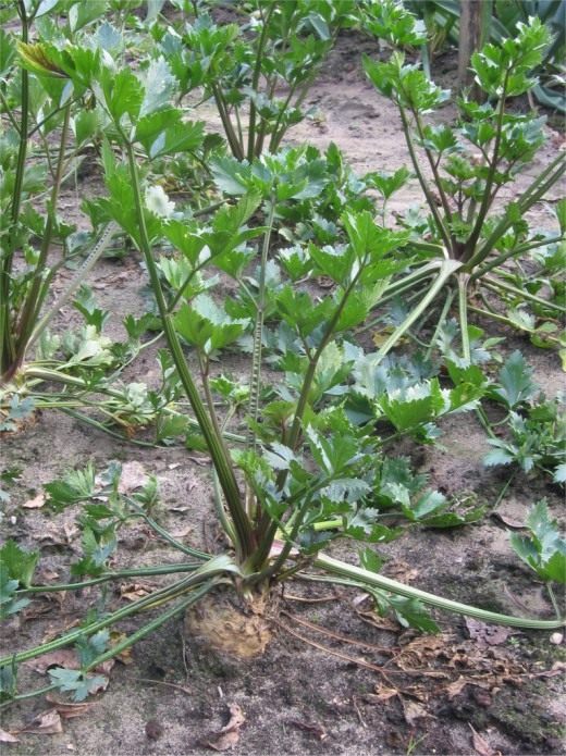 Сельдерей (Celery)