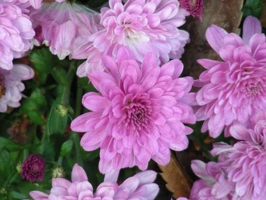Хризантема (Chrysanthemum)