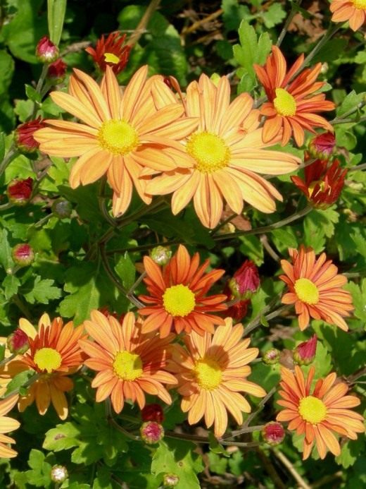 Хризантема (Chrysanthemum)