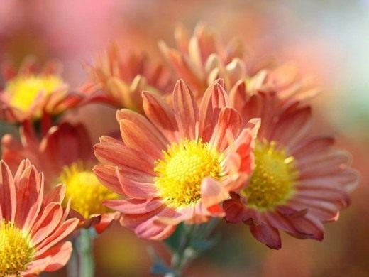 Хризантема (Chrysanthemum)
