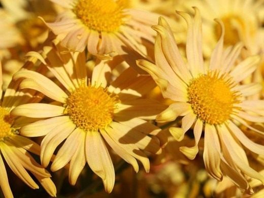 Хризантема (Chrysanthemum)