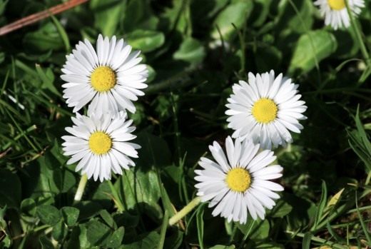 Маргаритка многолетняя (Bellis perennis) Маргаритка многолетняя (Bellis perennis)