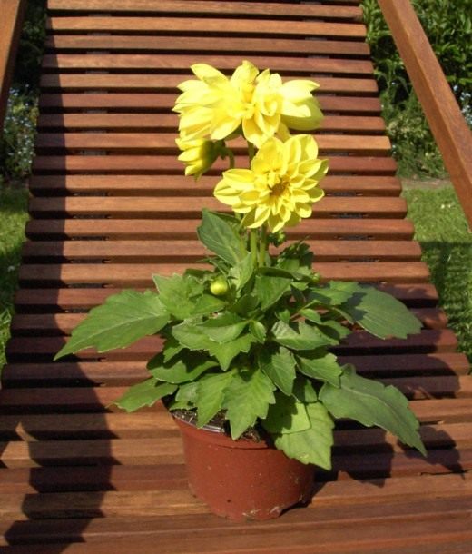 Георгина (Dahlia) Георгина (Dahlia)