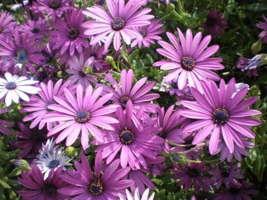 Диморфотека (Dimorphotheca) Диморфотека (Dimorphotheca)