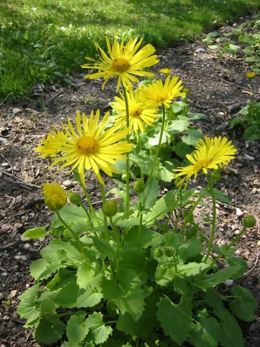 Дороникум (Doronicum) Дороникум (Doronicum)