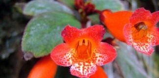 Эписция (Episcia)