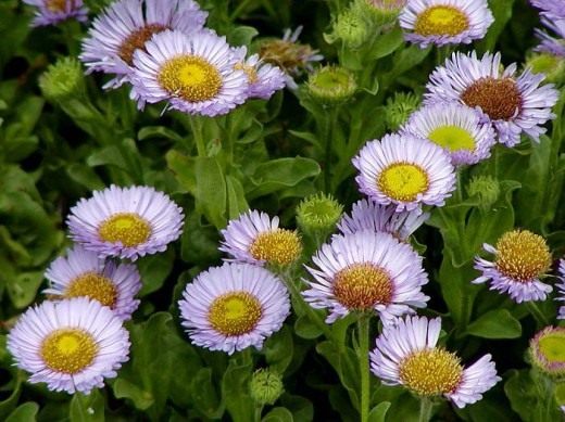 Мелколепестник (Erigeron) Мелколепестник (Erigeron)