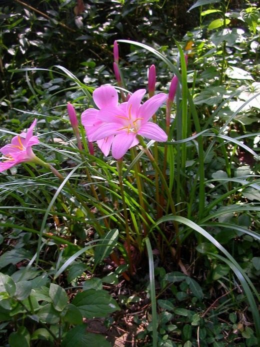 Зефирантес (Zephyranthes) Зефирантес (Zephyranthes)