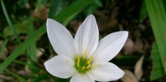 Зефирантес (Zephyranthes)