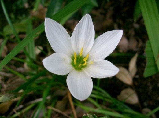 Зефирантес (Zephyranthes) Зефирантес (Zephyranthes)